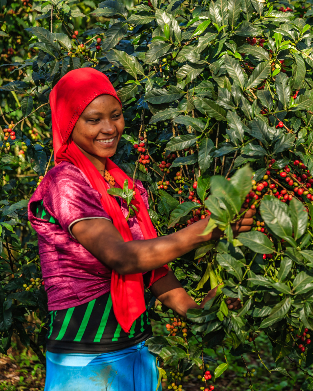 Empowerment in Every Sip: Switchpoint Coffee Co.'s Global Commitment to Women-Led Coffee Farming and Leadership